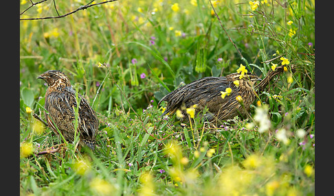 Wachtel (Coturnix coturnix)