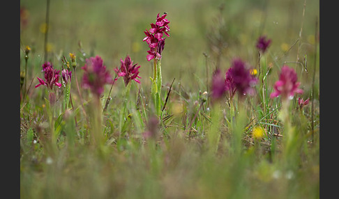 Martrinis Knabenkraut x Großblütiges Knabenkraut (Orchis coriophora martrinii x Orchis papilionacea grandiflora)