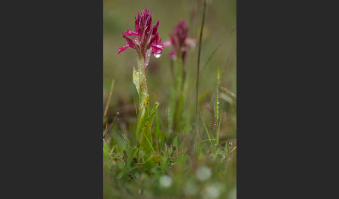 Martrinis Knabenkraut x Großblütiges Knabenkraut (Orchis coriophora martrinii x Orchis papilionacea grandiflora)