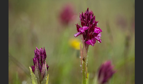 Martrinis Knabenkraut x Großblütiges Knabenkraut (Orchis coriophora martrinii x Orchis papilionacea grandiflora)