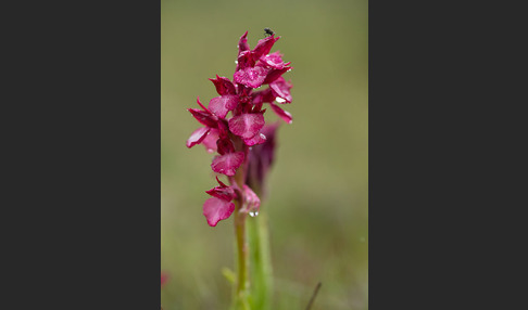 Martrinis Knabenkraut x Großblütiges Knabenkraut (Orchis coriophora martrinii x Orchis papilionacea grandiflora)