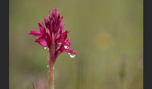 Martrinis Knabenkraut x Großblütiges Knabenkraut (Orchis coriophora martrinii x Orchis papilionacea grandiflora)