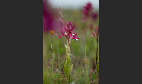 Martrinis Knabenkraut x Großblütiges Knabenkraut (Orchis coriophora martrinii x Orchis papilionacea grandiflora)