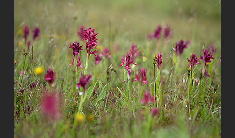 Martrinis Knabenkraut x Großblütiges Knabenkraut (Orchis coriophora martrinii x Orchis papilionacea grandiflora)