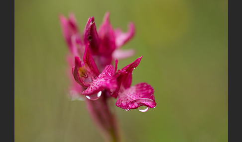 Martrinis Knabenkraut x Großblütiges Knabenkraut (Orchis coriophora martrinii x Orchis papilionacea grandiflora)