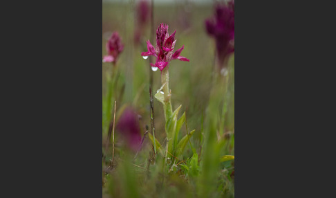 Martrinis Knabenkraut x Großblütiges Knabenkraut (Orchis coriophora martrinii x Orchis papilionacea grandiflora)