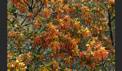 Steineiche (Quercus ilex)