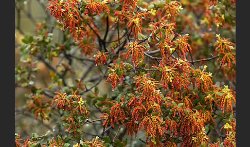 Steineiche (Quercus ilex)