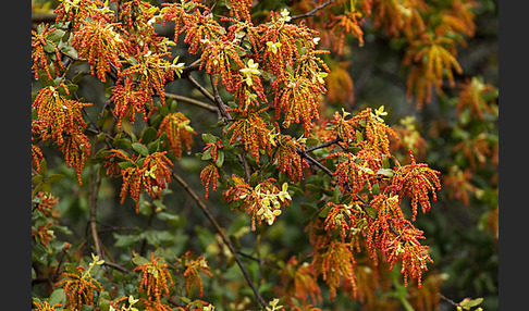 Steineiche (Quercus ilex)