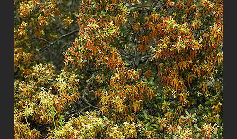 Steineiche (Quercus ilex)