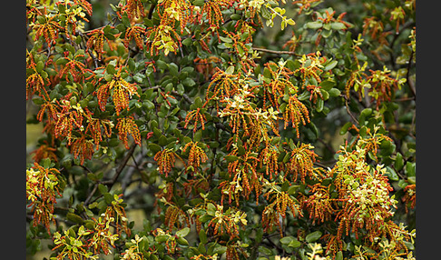 Steineiche (Quercus ilex)