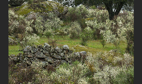 Spanien (Spain)