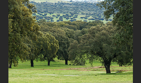 Steineiche (Quercus ilex)