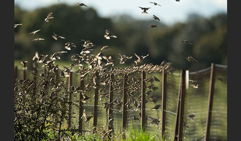 Weidensperling (Passer hispaniolensis)