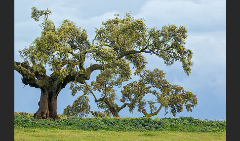 Steineiche (Quercus ilex)