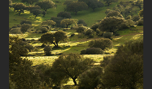 Steineiche (Quercus ilex)