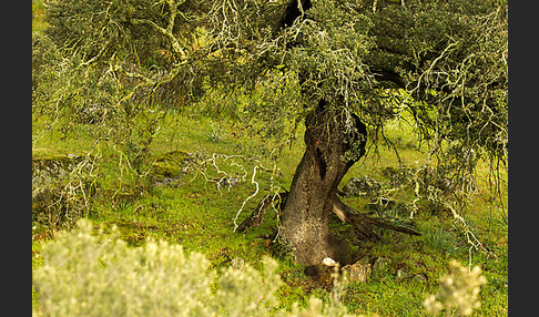 Steineiche (Quercus ilex)