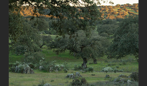 Steineiche (Quercus ilex)