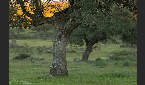 Steineiche (Quercus ilex)