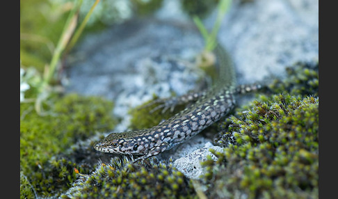 Spanische Mauereidechse (Podarcis hispanica)