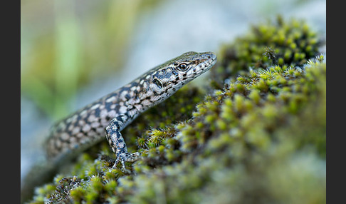 Spanische Mauereidechse (Podarcis hispanica)