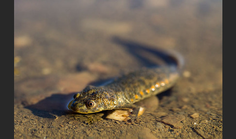 Spanische Rippenmolch (Pleurodeles waltl)