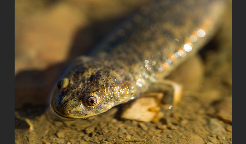 Spanische Rippenmolch (Pleurodeles waltl)