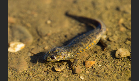 Spanische Rippenmolch (Pleurodeles waltl)