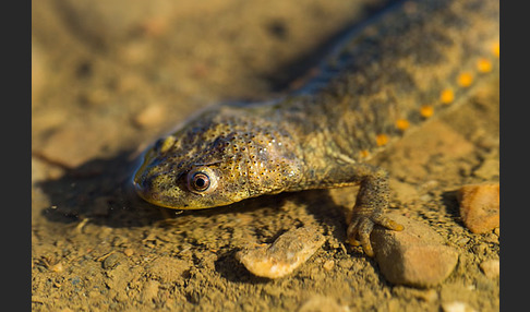 Spanische Rippenmolch (Pleurodeles waltl)