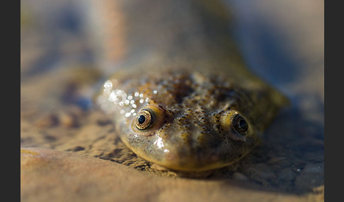 Spanische Rippenmolch (Pleurodeles waltl)