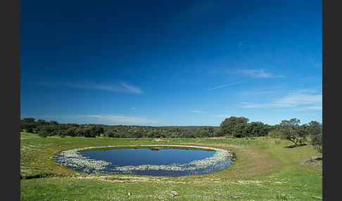 Schild-Wasser-Hahnenfuß (Ranunculus peltatus)