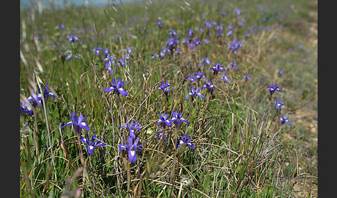 Mittags-Schwertlilie (Gynandiris sisyrinchium)