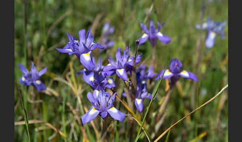 Mittags-Schwertlilie (Gynandiris sisyrinchium)