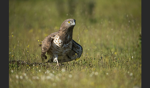 Schlangenadler (Circaetus gallicus)