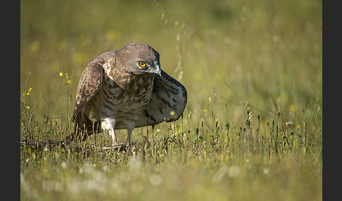 Schlangenadler (Circaetus gallicus)