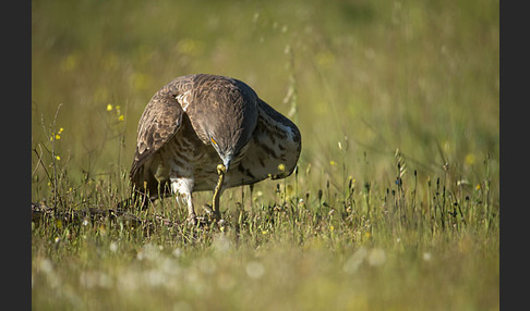 Schlangenadler (Circaetus gallicus)