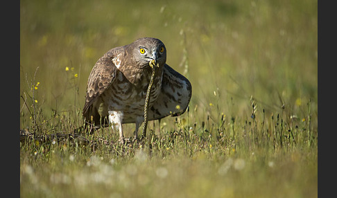 Schlangenadler (Circaetus gallicus)