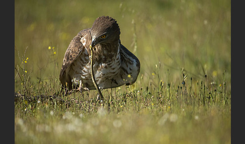 Schlangenadler (Circaetus gallicus)