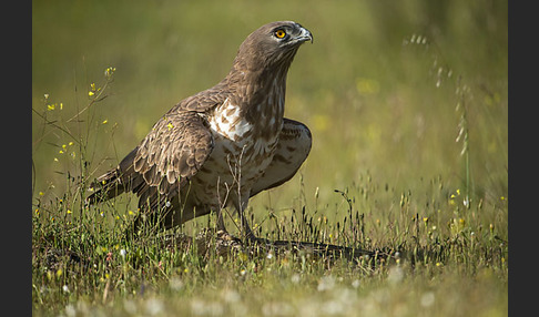 Schlangenadler (Circaetus gallicus)