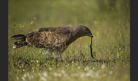 Schlangenadler (Circaetus gallicus)