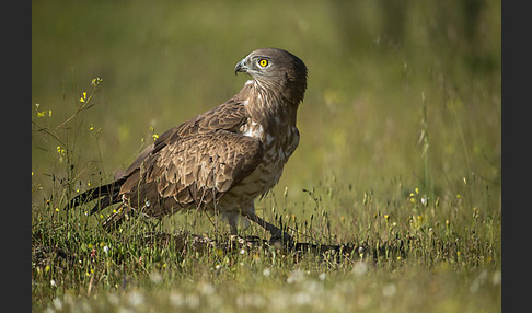 Schlangenadler (Circaetus gallicus)