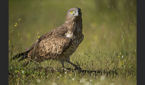 Schlangenadler (Circaetus gallicus)