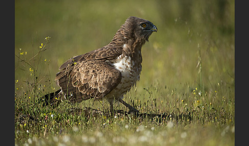 Schlangenadler (Circaetus gallicus)