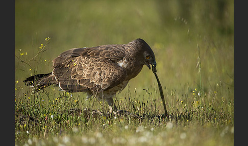 Schlangenadler (Circaetus gallicus)