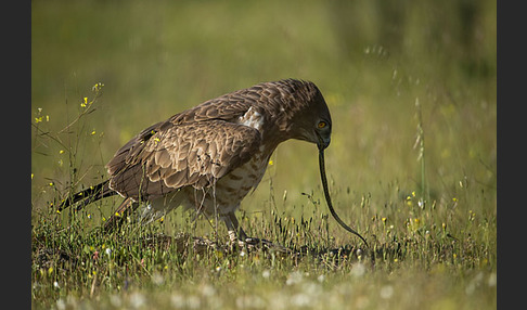 Schlangenadler (Circaetus gallicus)