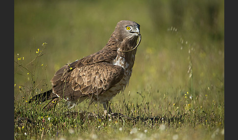 Schlangenadler (Circaetus gallicus)