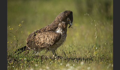 Schlangenadler (Circaetus gallicus)