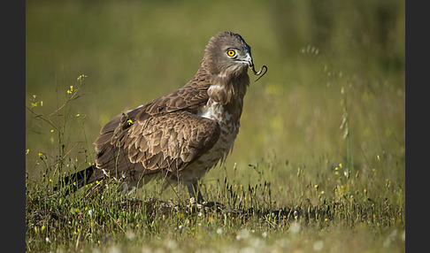 Schlangenadler (Circaetus gallicus)