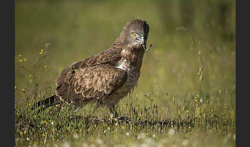 Schlangenadler (Circaetus gallicus)