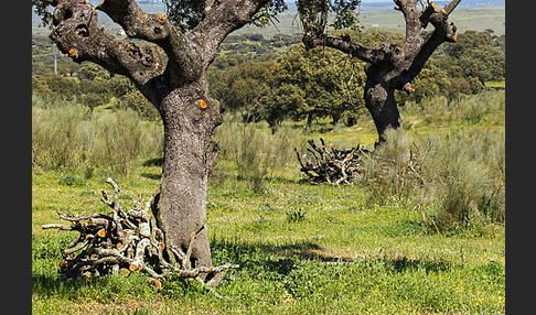 Steineiche (Quercus ilex)